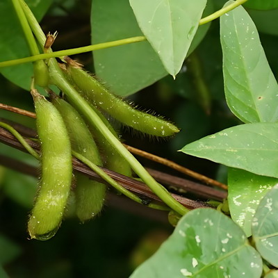 2025/26年度迄今欧盟大豆进口量同比降低11%